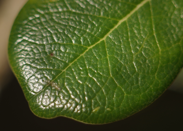 STEINHEIL QUINAR 100mm f.2.8 Macro -1964   (in vendita)